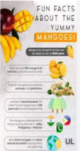 Erectness of Mangos 