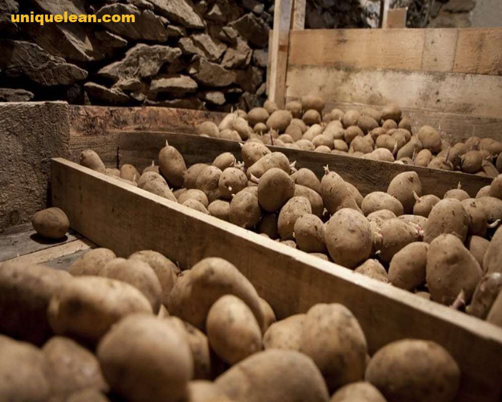 Potato Store in Open Space 